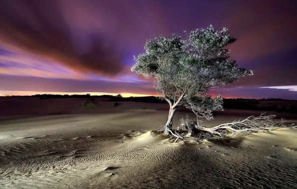 Landscape, night, tree, desert