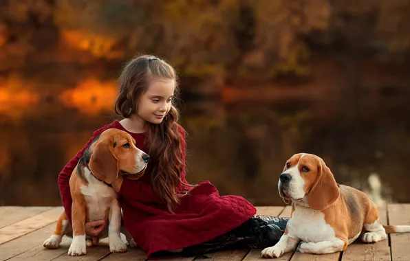Dogs, girl, friends, bokeh, Beagle, Ekaterina Borisova