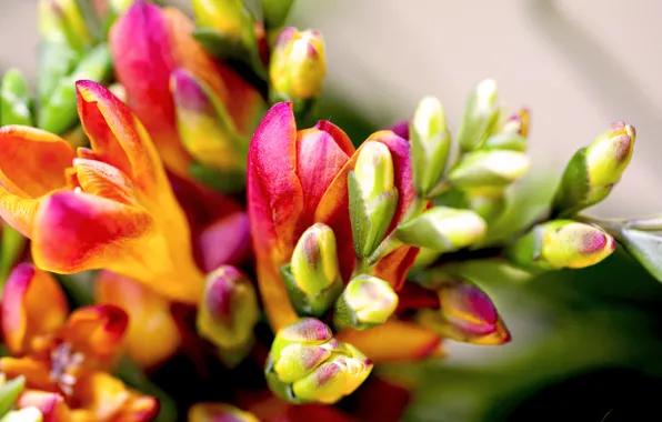 Picture macro, flowers, bouquet, freesia