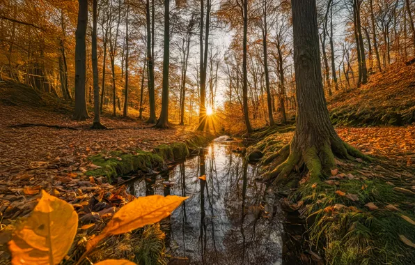 Picture autumn, forest, trees, sunset, stream, Germany, river