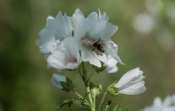 Summer, macro, flowers, bee, bokeh