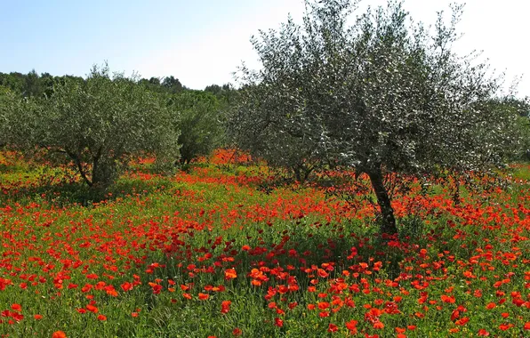 Field, summer, landscape, flowers, nature, Maki, meadow, red