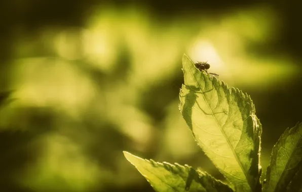 Sheet, background, insect