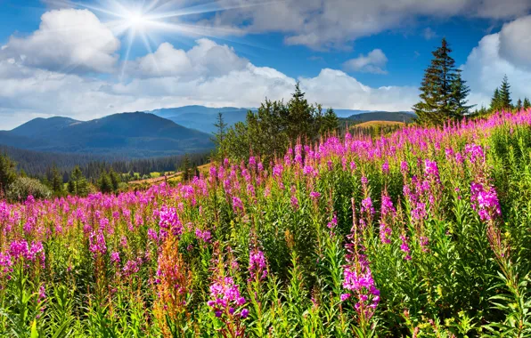 The sky, grass, the sun, flowers, mountains, landscape, nature, meadows