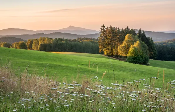Picture field, forest, summer, the sky, grass, light, trees, flowers