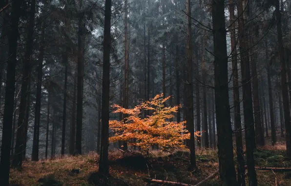 Picture forest, trees, nature, Sweden, Sweden, Scania, David Sjunnesson, Skania