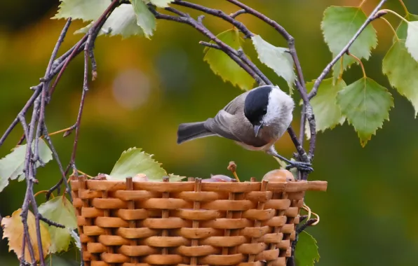 Autumn, birds, nature, October