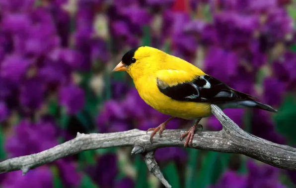 Picture leaves, flowers, branch, bird, American, dry, goldfinch