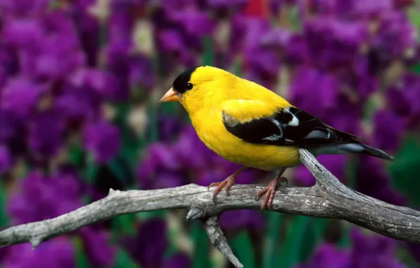 Leaves, flowers, branch, bird, American, dry, goldfinch