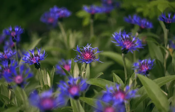 Blue, spring, cornflower, garden