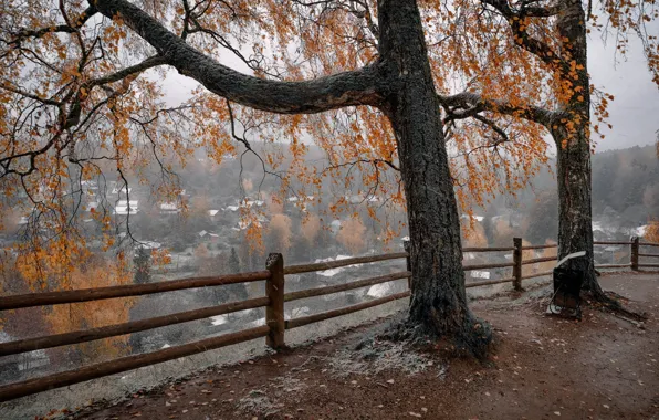 Picture roof, autumn, trees, fog, open, branch, foliage, village
