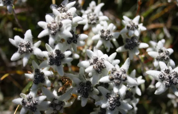 Autumn, nature, Altay, Edelweiss