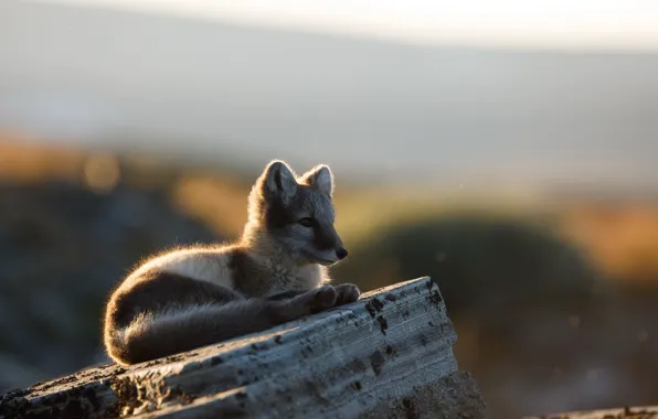 baby arctic fox wallpaper