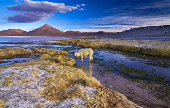 Landscape, mountains, Lama, Bolivia