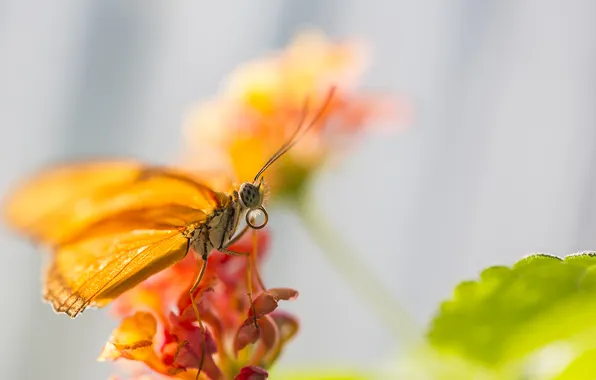 Picture flower, butterfly, leaf, makro