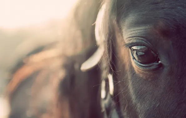 Macro, eyes, horse