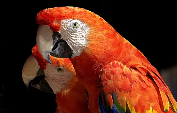 Picture nature, background, parrots