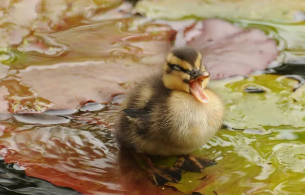 Leaves, water, baby, duck, chick