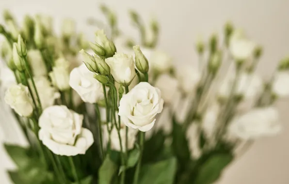 Background, bouquet, white, eustoma, Yarovoy Aleksandr