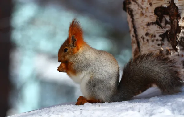 Picture forest, snow, trees, background, protein