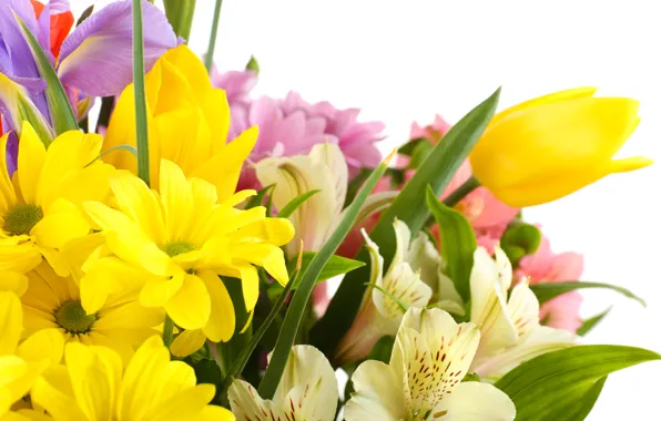 Picture flowers, tulips, white background, irises, white chrysanthemums