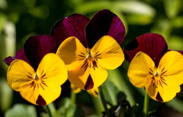 Macro, Pansy, trio, Violet Pansy