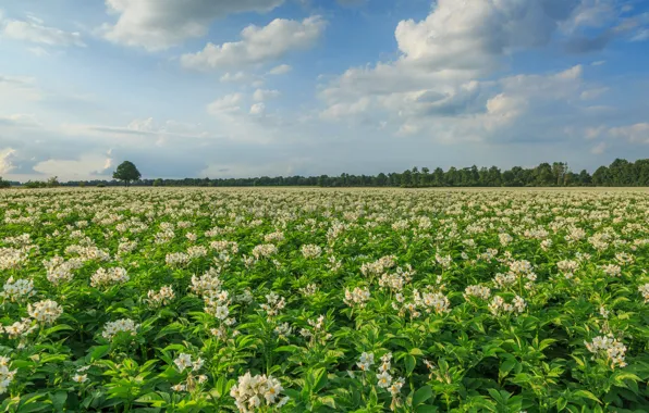 Field, Netherlands, Holland, Aa en Hunze, Drenthe, blooming potatoes
