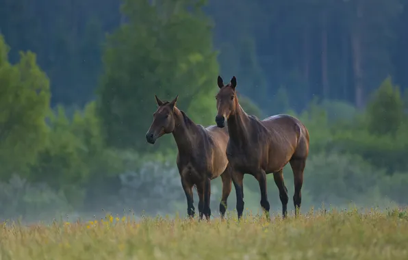 Field, forest, horses, horse, pair, haze, two knights