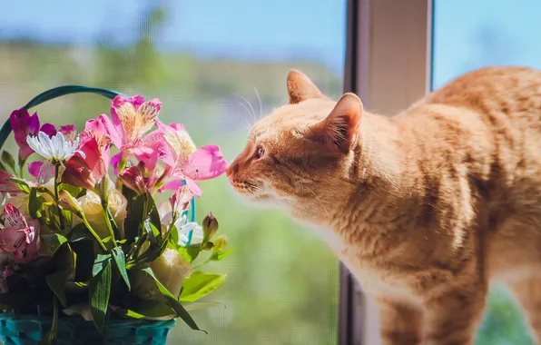 Cat, cat, look, glass, light, flowers, pose, interest