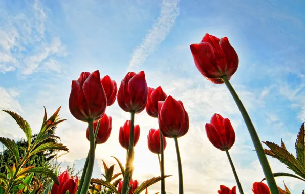 Picture the sky, the sun, clouds, stems, tulips, red, buds