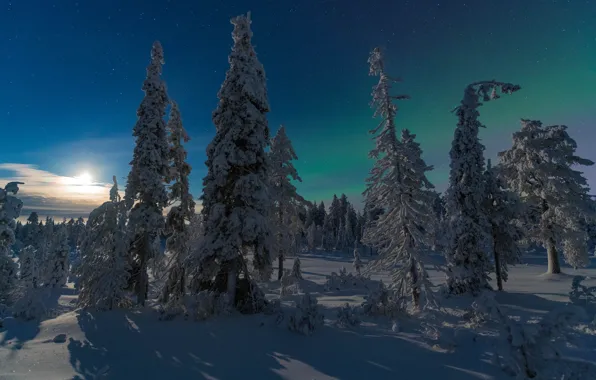 Picture winter, forest, Finland, In Kuusamo