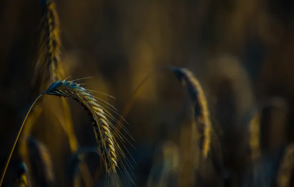 Wheat, field, macro, background, widescreen, Wallpaper, rye, blur
