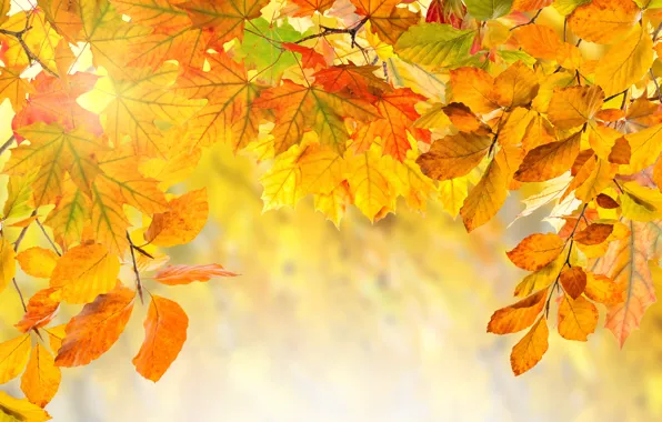 Autumn, leaves, colorful, background, autumn, leaves, autumn