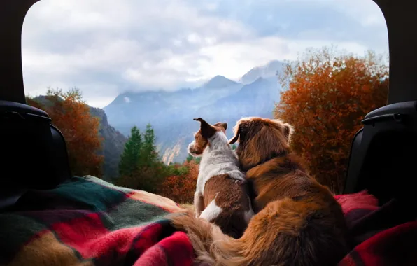 Machine, autumn, forest, dogs, the sky, clouds, mountains, nature