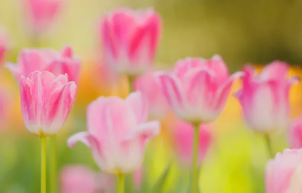 Picture spring, petals, garden, stem, meadow, tulips