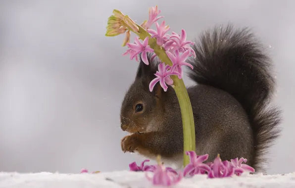 Picture flower, snow, nature, animal, spring, protein, animal, rodent