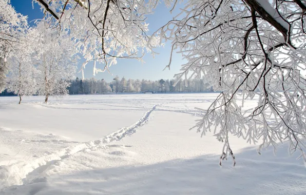 Picture winter, frost, field, forest, light, snow, trees, branches