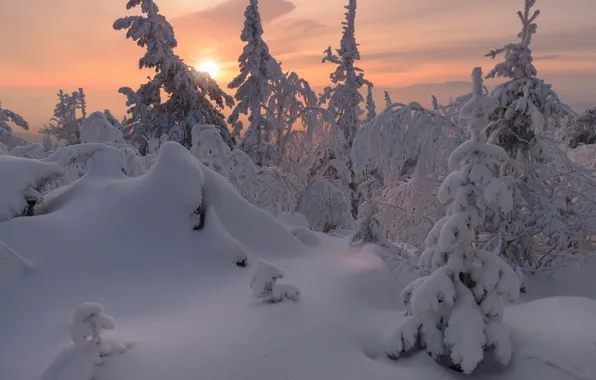 Winter, frost, forest, the sky, the sun, clouds, light, snow