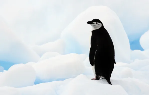 Picture ice, Antarctica, Antarctic penguin