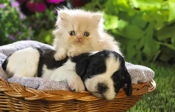 Kitty, sleeping, puppy, basket