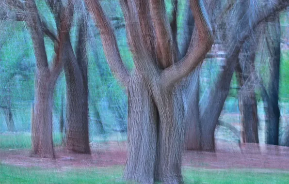 Forest, grass, trees, abstraction, touch