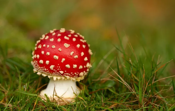 Grass, red, mushroom, mushroom, speck