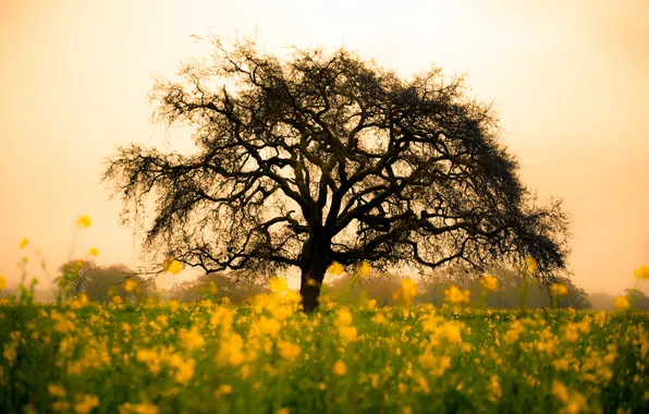 Field, flowers, nature, tree, yellow
