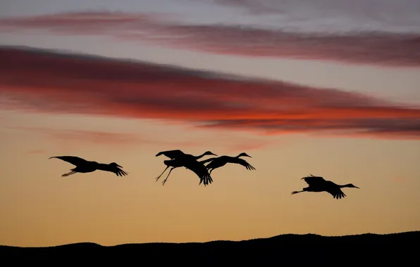 Picture the sky, flight, bird