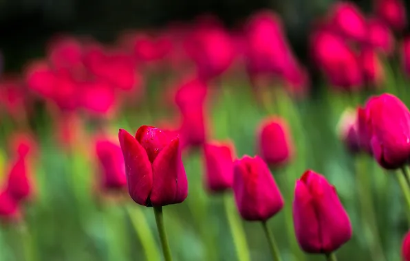Paint, spring, petals, garden, meadow, tulips