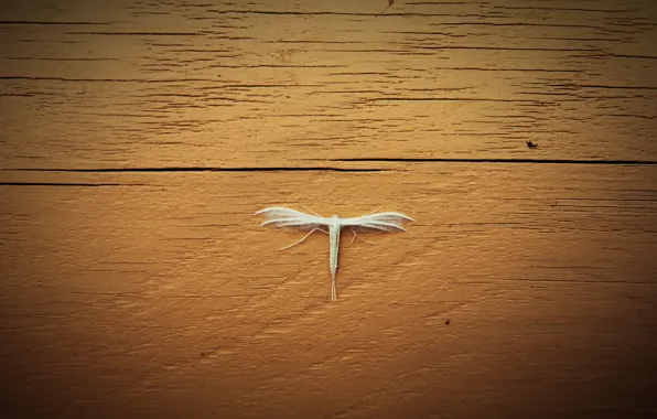 Nature, The evening, Night, Dragon, Summer, Insect, Moth