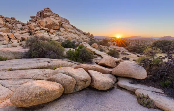 Sunset National Park Joshua Tree National Park wallpaper  1920x1080   54092  WallpaperUP