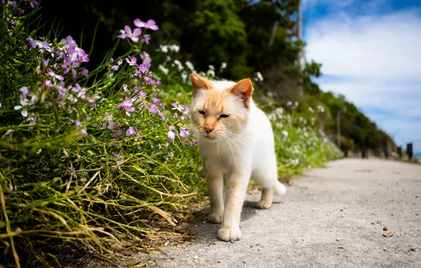 Summer, cat, flowers, walks