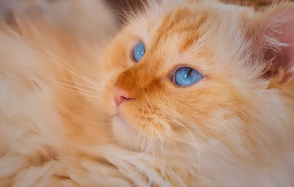 Cat, cat, look, pose, portrait, fluffy, red, blue eyes
