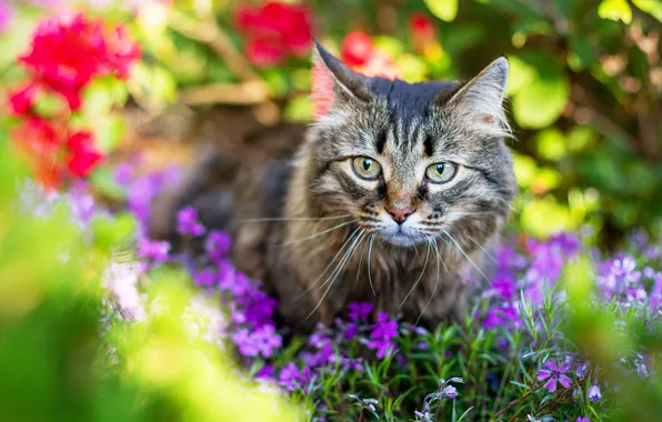 Cat, summer, cat, look, flowers, pose, grey, portrait